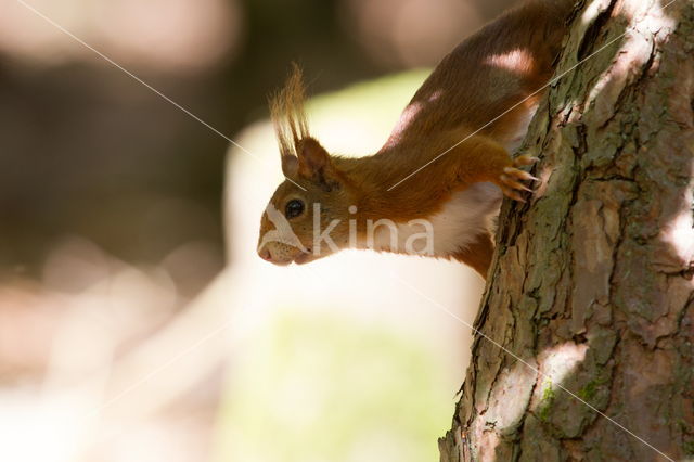 Eekhoorn (Sciurus vulgaris)