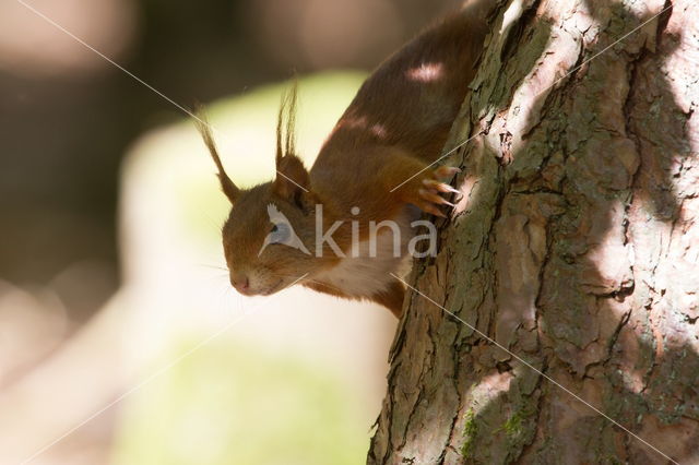 Eekhoorn (Sciurus vulgaris)