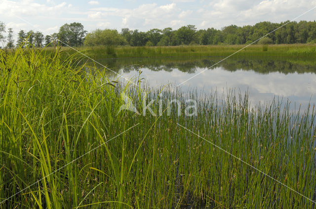 Empese en Tondense Heide