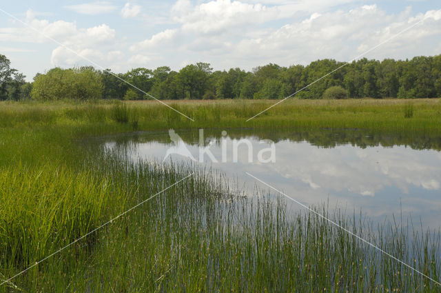 Empese en Tondense Heide