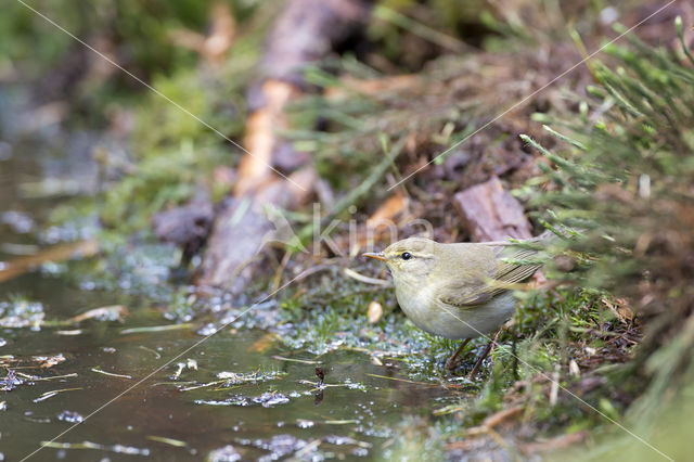 Fitis (Phylloscopus trochilus)