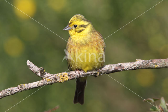 Geelgors (Emberiza citrinella)