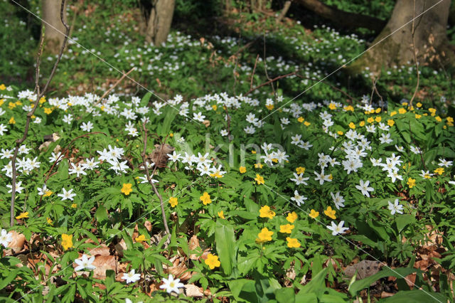 Gele anemoon (Anemone ranunculoides)