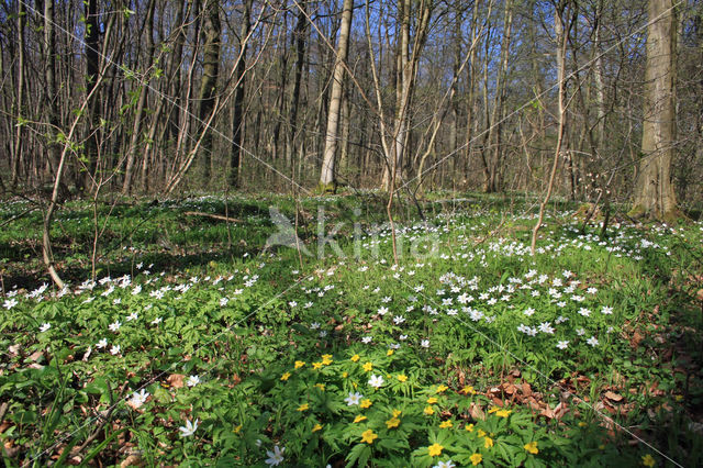 Gele anemoon (Anemone ranunculoides)