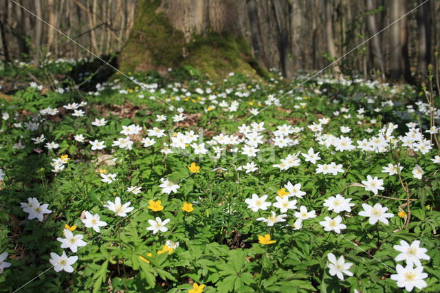 Gele anemoon (Anemone ranunculoides)