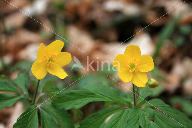 Gele anemoon (Anemone ranunculoides)