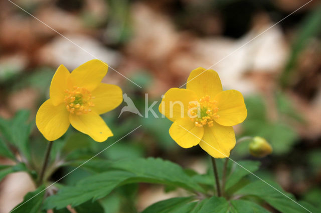 Gele anemoon (Anemone ranunculoides)