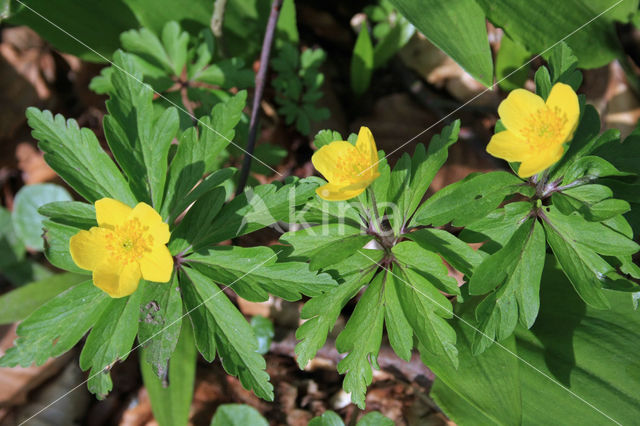 Gele anemoon (Anemone ranunculoides)