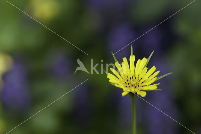 Gele morgenster (Tragopogon pratensis ssp. pratensis)