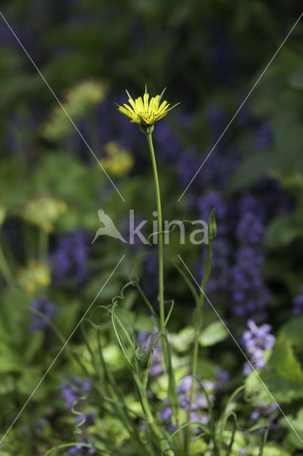 Gele morgenster (Tragopogon pratensis ssp. pratensis)