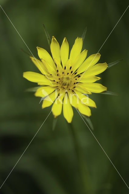 Gele morgenster (Tragopogon pratensis ssp. pratensis)