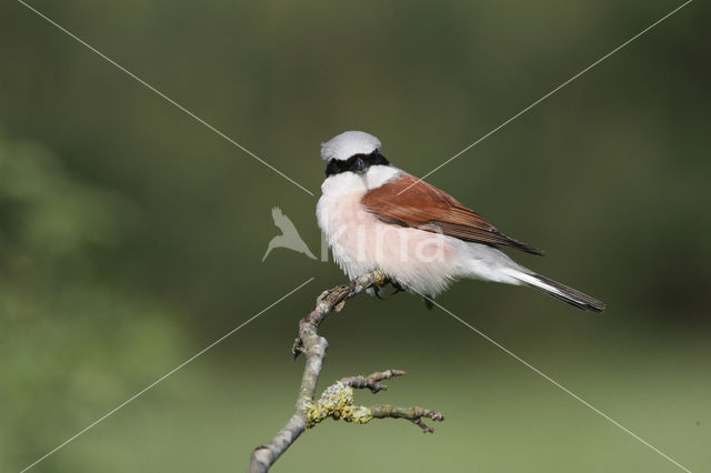 Grauwe Klauwier (Lanius collurio)