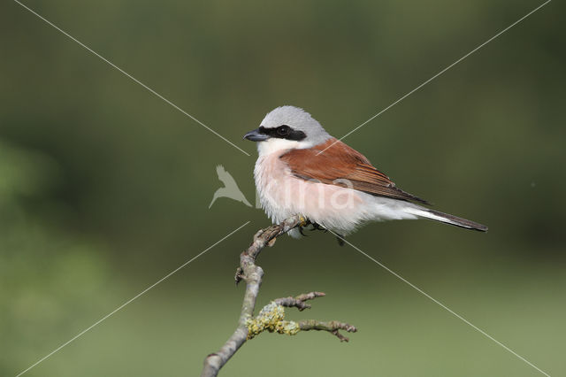 Grauwe Klauwier (Lanius collurio)