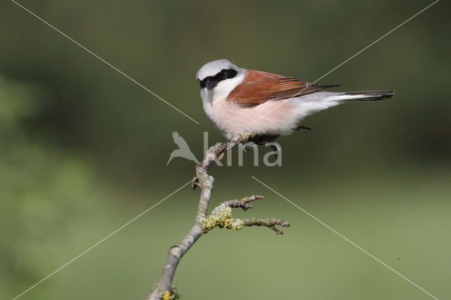 Grauwe Klauwier (Lanius collurio)