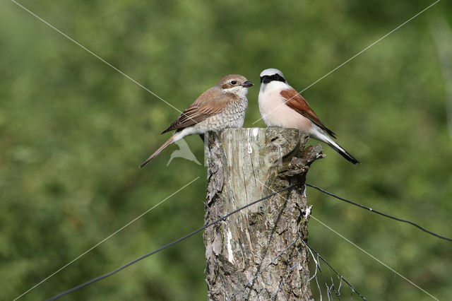 Grauwe Klauwier (Lanius collurio)