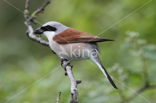 Grauwe Klauwier (Lanius collurio)