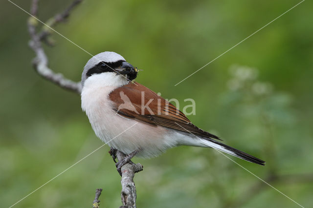 Grauwe Klauwier (Lanius collurio)