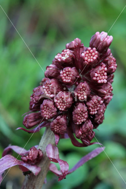 Groot hoefblad (Petasites hybridus)