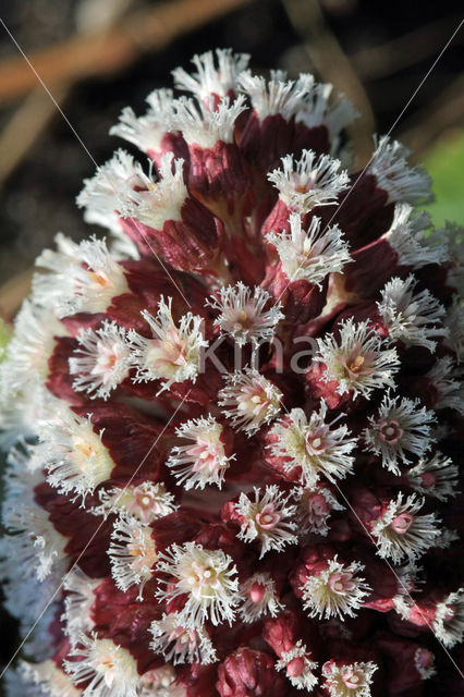 Butterbur (Petasites hybridus)