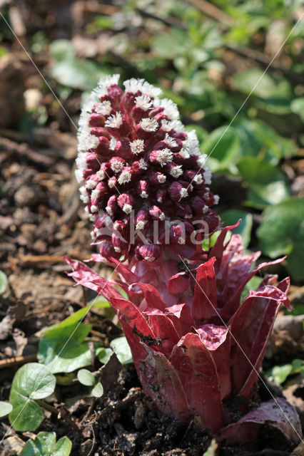 Butterbur (Petasites hybridus)