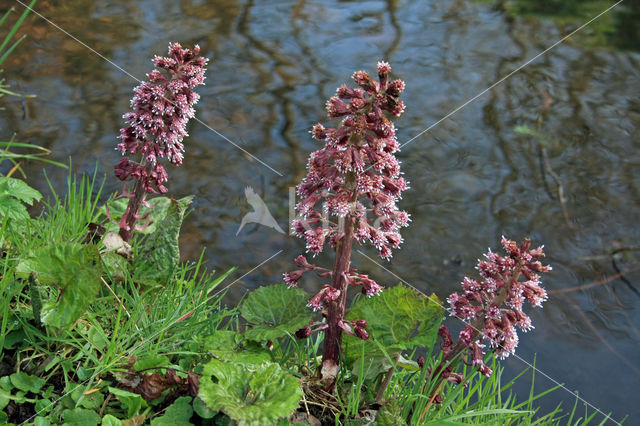 Butterbur (Petasites hybridus)