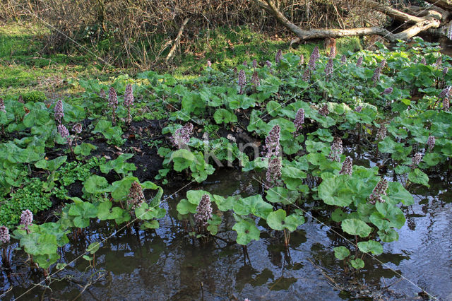 Groot hoefblad (Petasites hybridus)