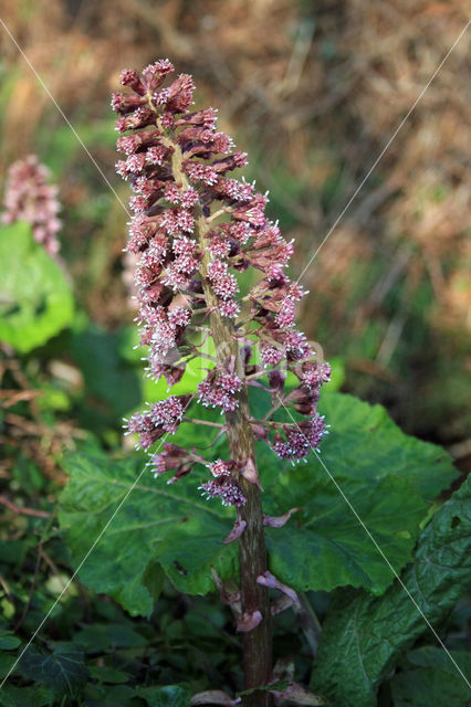 Butterbur (Petasites hybridus)