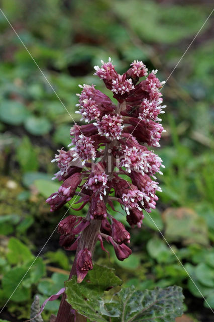 Butterbur (Petasites hybridus)