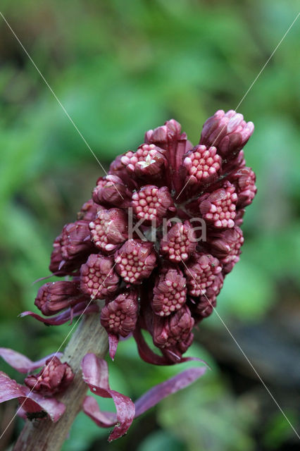 Groot hoefblad (Petasites hybridus)