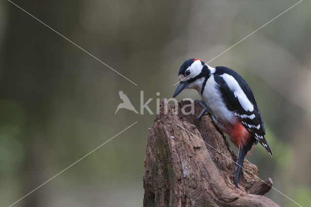 Grote Bonte Specht (Dendrocopos major)