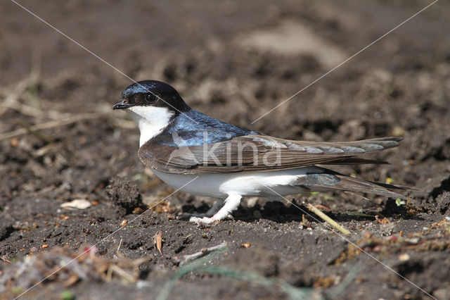 Huiszwaluw (Delichon urbicum)