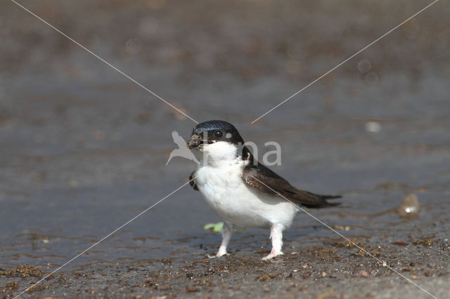 Huiszwaluw (Delichon urbicum)