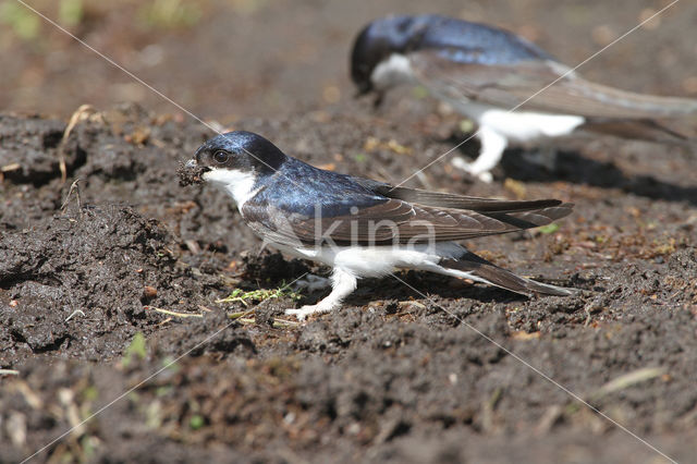 Huiszwaluw (Delichon urbicum)