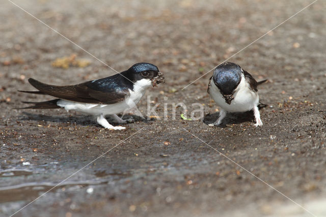 Common House-Martin (Delichon urbicum)