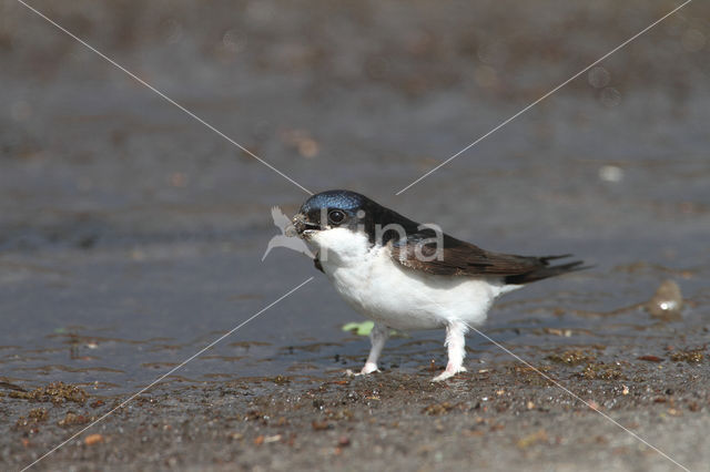 Huiszwaluw (Delichon urbicum)