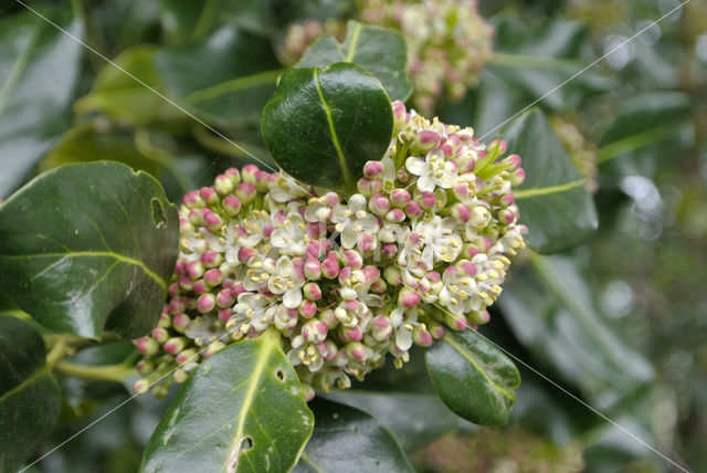 Holly (Ilex aquifolium)