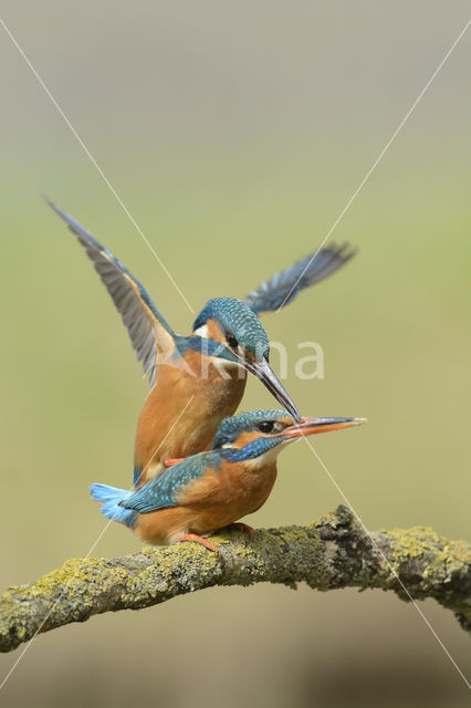 IJsvogel (Alcedo atthis)