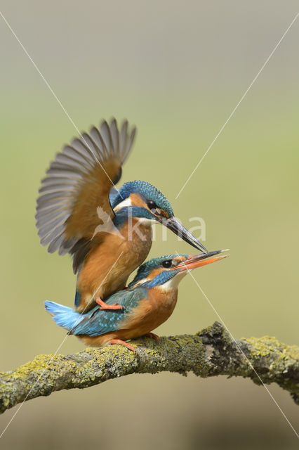 IJsvogel (Alcedo atthis)