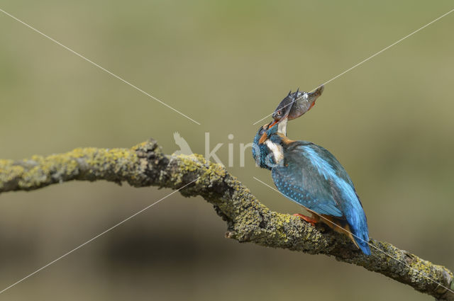 IJsvogel (Alcedo atthis)