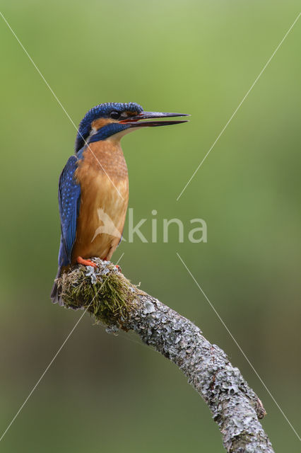 IJsvogel (Alcedo atthis)