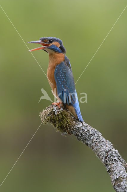 IJsvogel (Alcedo atthis)