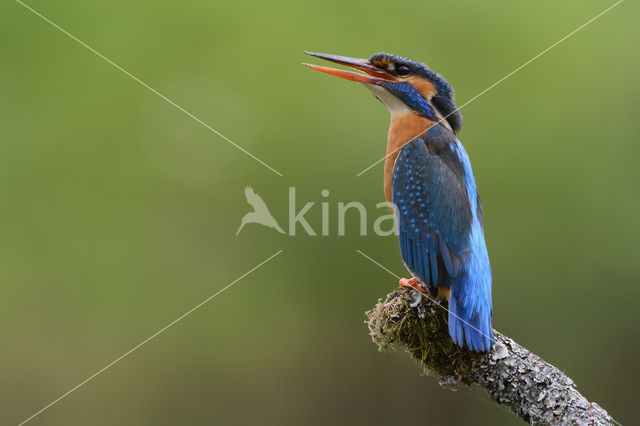 IJsvogel (Alcedo atthis)