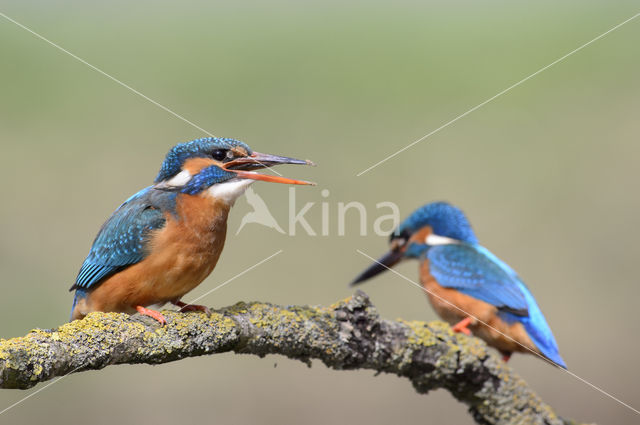 IJsvogel (Alcedo atthis)