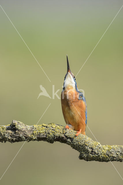 IJsvogel (Alcedo atthis)