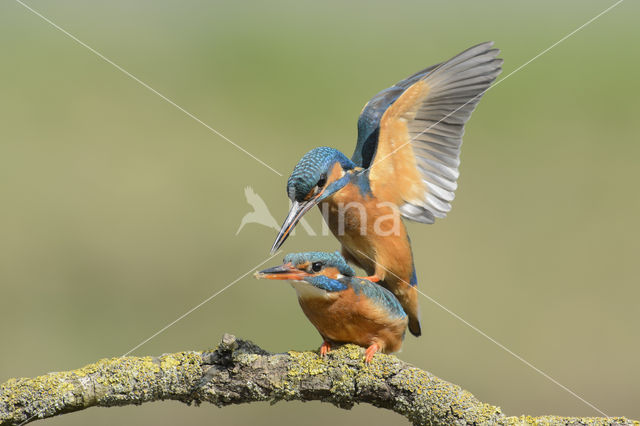 IJsvogel (Alcedo atthis)