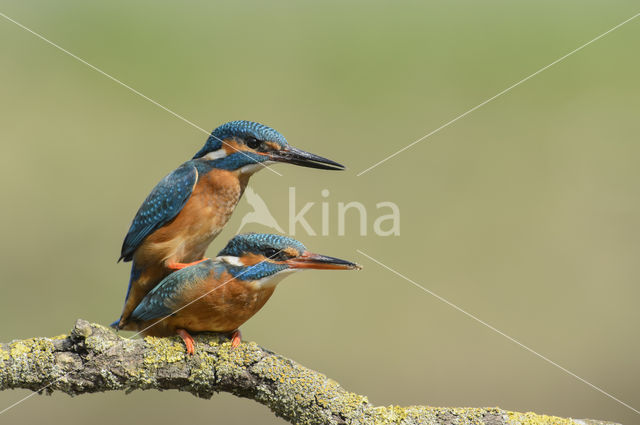 IJsvogel (Alcedo atthis)