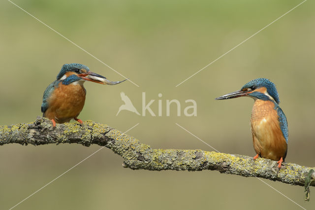 IJsvogel (Alcedo atthis)