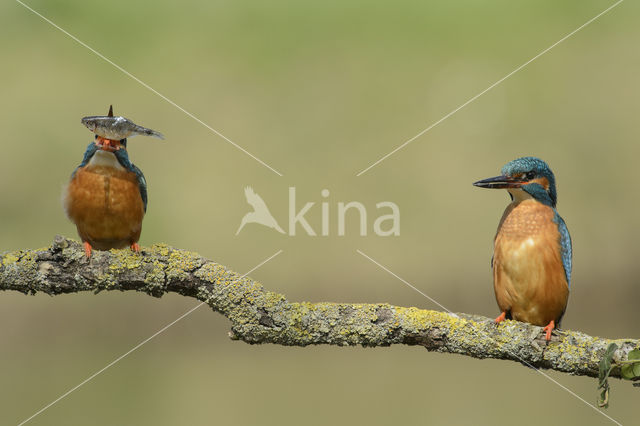 IJsvogel (Alcedo atthis)