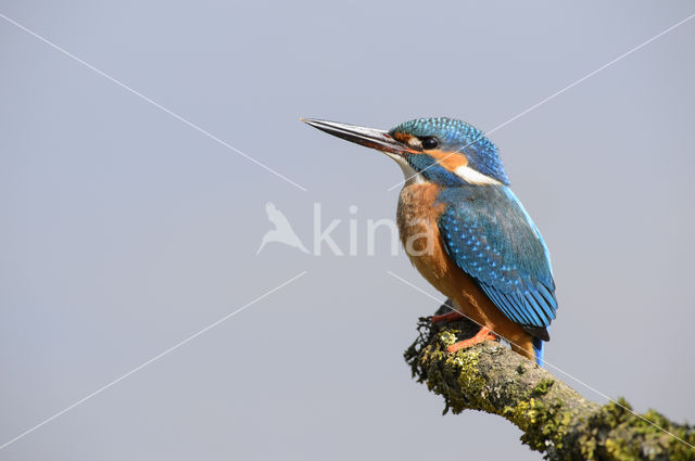 IJsvogel (Alcedo atthis)