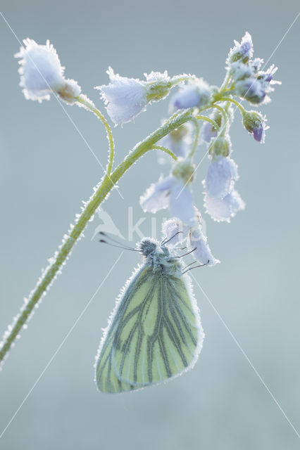 Green-veined White (Pieris napi)